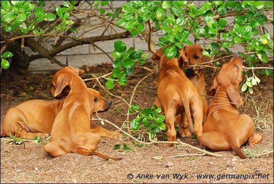 H-litter - 52 days old