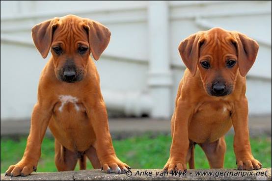 H-litter - 52 days old