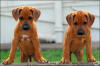 H-litter - 52 days old