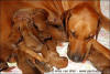 H-litter, born 09.03.2011