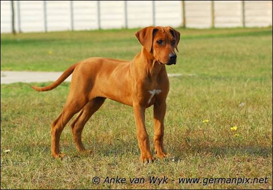 Adigun of Ekongo Kaross of Crownwood