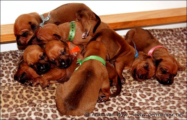 I-litter - 12 days old