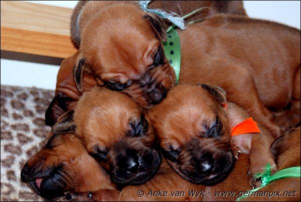 I-litter - 12 days old