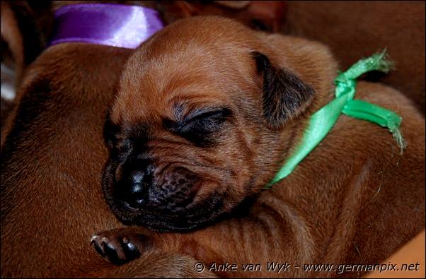 I-litter - 12 days old