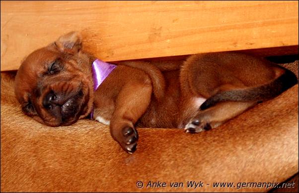 I-litter - 12 days old