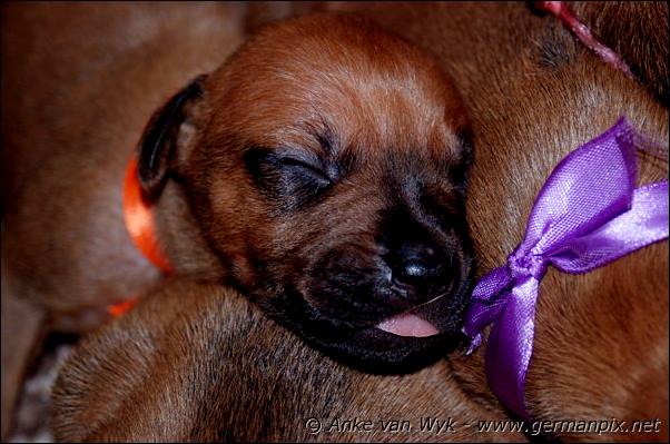 I-litter - 12 days old