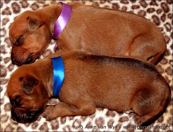 I-litter - 12 days old