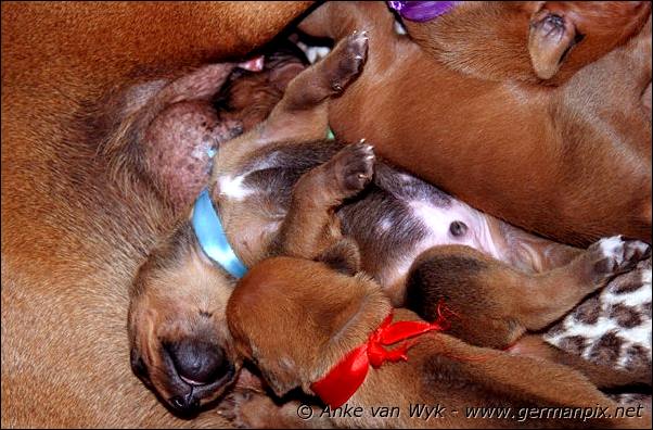 I-litter - 12 days old