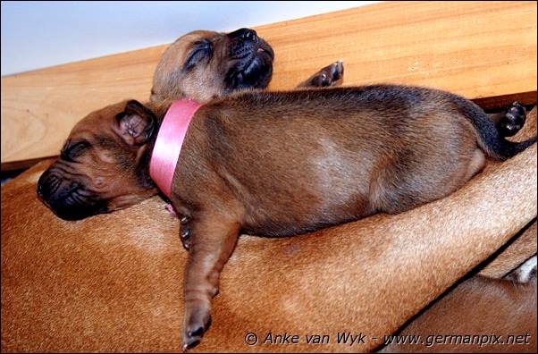 I-litter - 12 days old