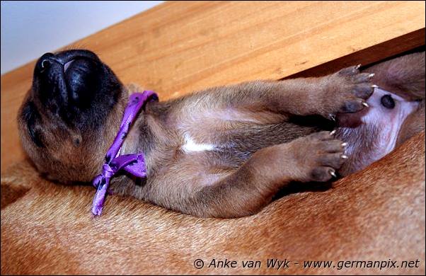 I-litter - 12 days old