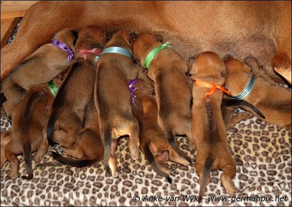 I-litter - 12 days old