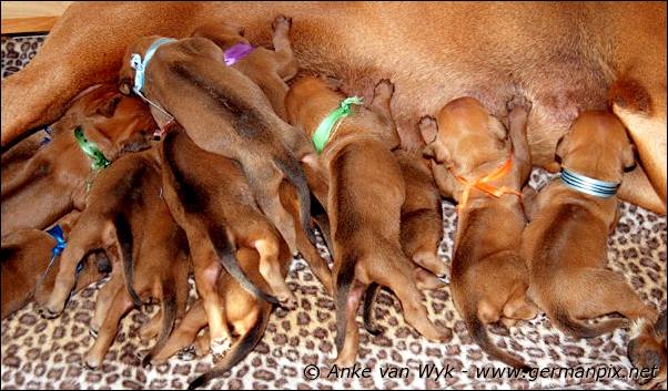 I-litter - 12 days old