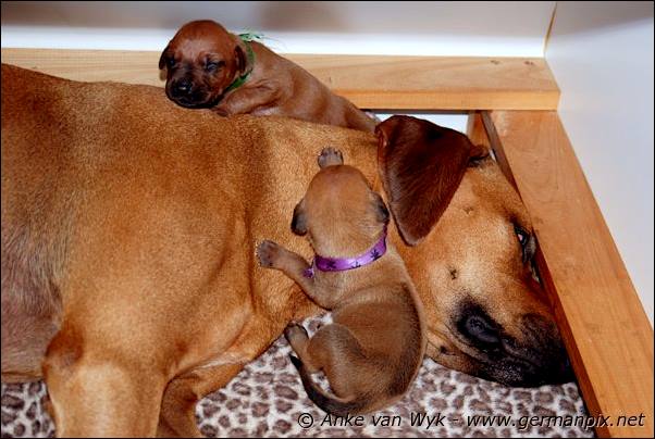 I-litter - 12 days old