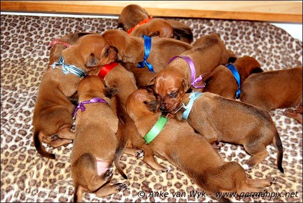 I-litter - 12 days old