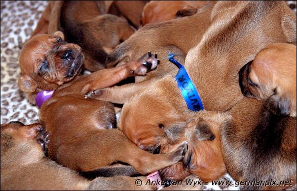 I-litter - 12 days old