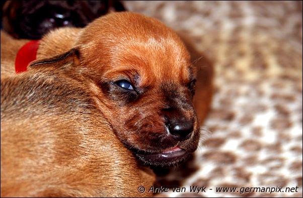 I-litter - 12 days old