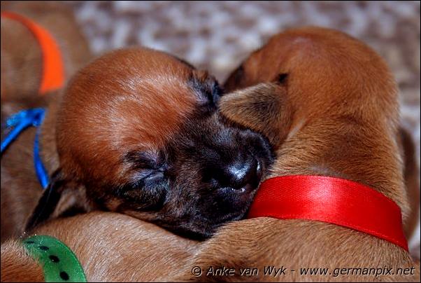 I-litter - 12 days old