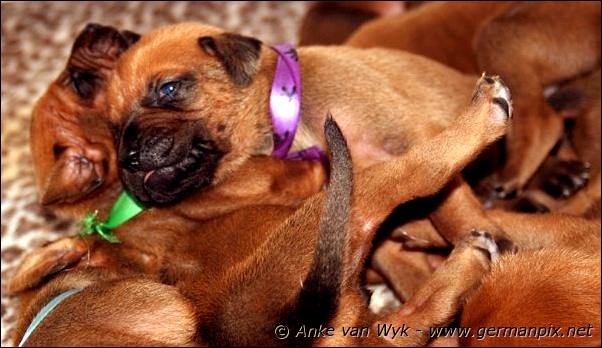 I-litter - 12 days old