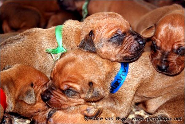 I-litter - 12 days old