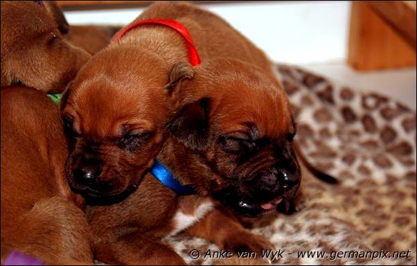 I-litter - 12 days old