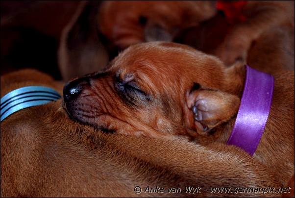 I-litter - 12 days old