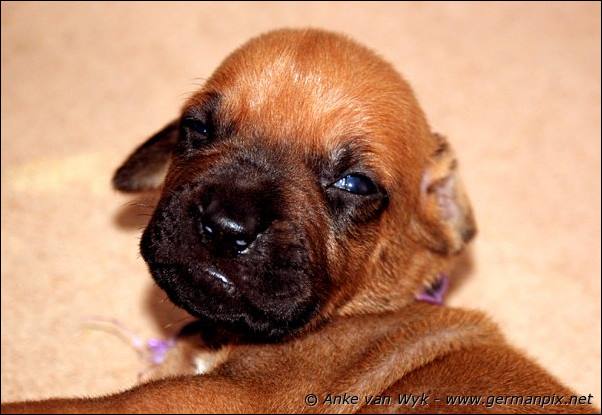 I-litter - 16 days old