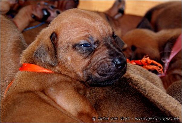 I-litter - 16 days old