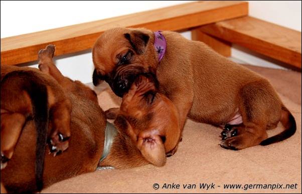 I-litter - 16 days old