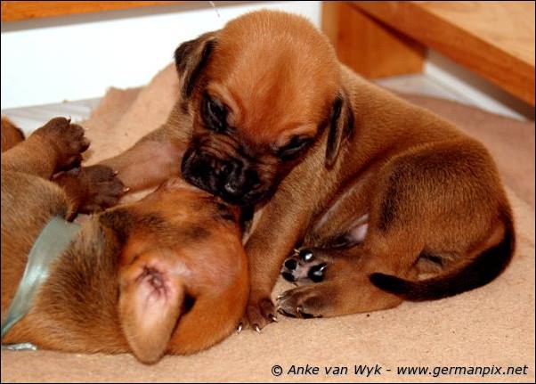 I-litter - 16 days old