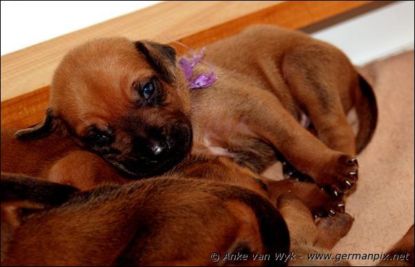 I-litter - 16 days old