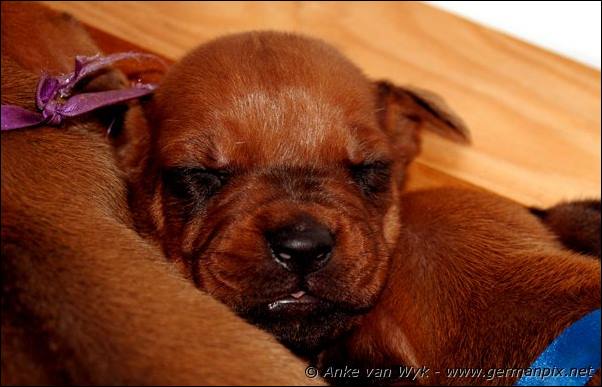 I-litter - 16 days old