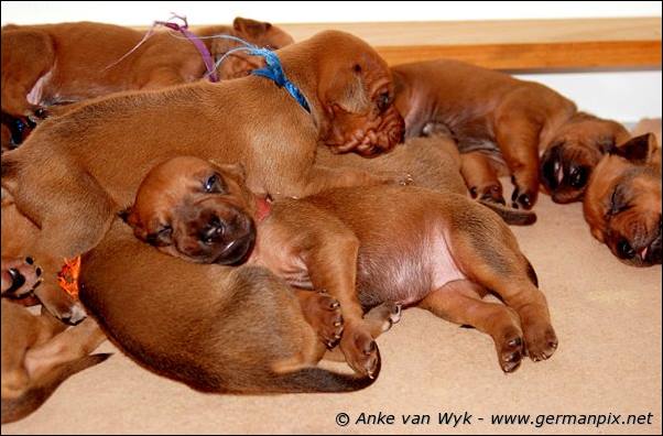 I-litter - 16 days old