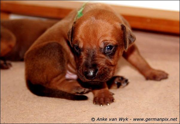 I-litter - 16 days old