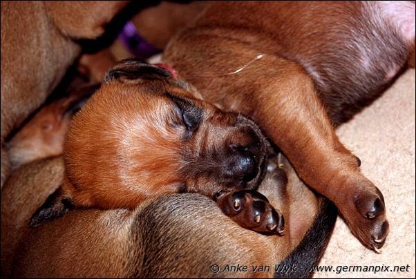 I-litter - 16 days old