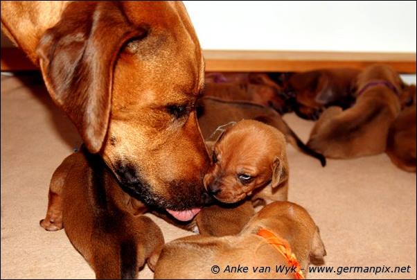 I-litter - 16 days old