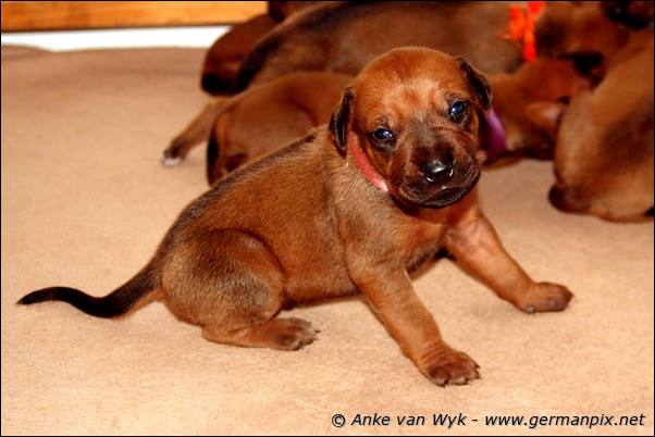 I-litter - 16 days old