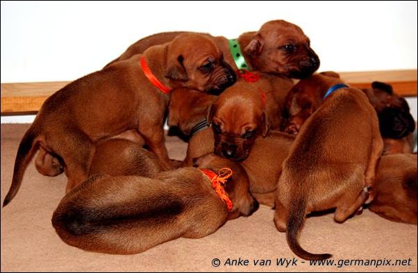 I-litter - 16 days old