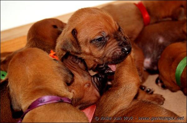 I-litter - 16 days old