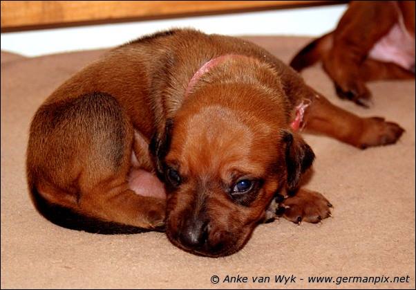 I-litter - 16 days old