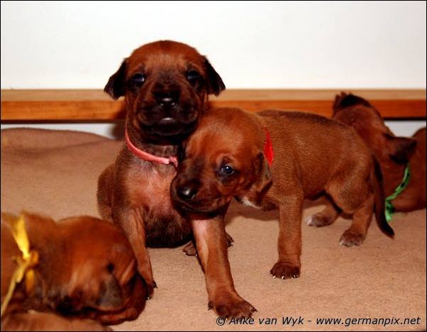 I-litter - 16 days old