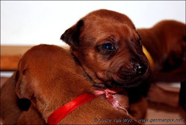 I-litter - 16 days old