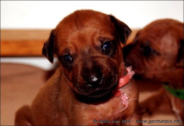 I-litter - 16 days old