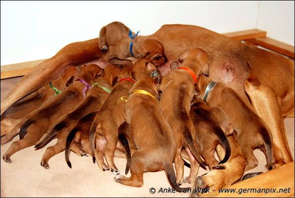 I-litter - 16 days old