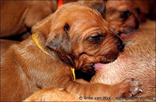 I-litter - 16 days old