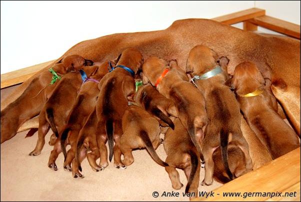 I-litter - 16 days old