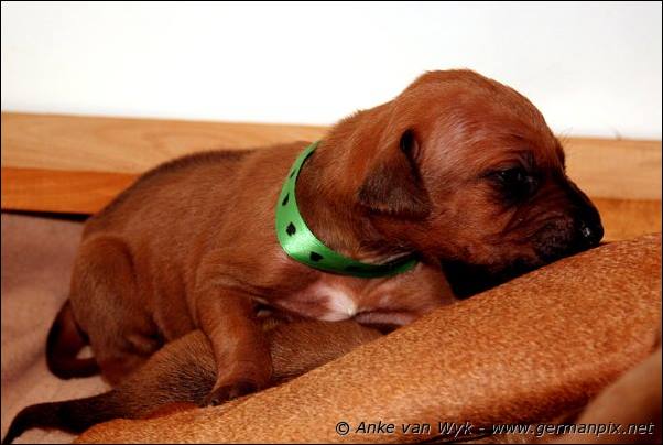 I-litter - 16 days old