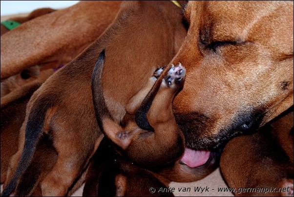 I-litter - 16 days old