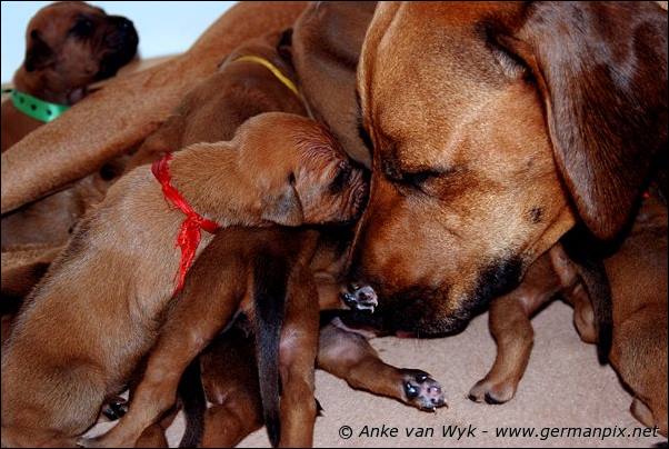 I-litter - 16 days old