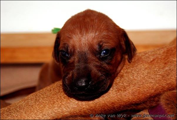 I-litter - 16 days old