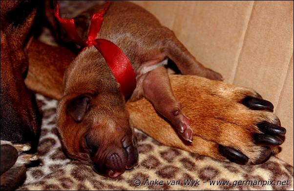 I-litter - first pictures